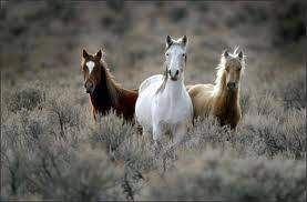Wild Horses Fun Facts For Kids