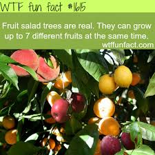 Australia is a country where people want to make their own little rainforest or nut tree plantation. Wtf Facts Funny Interesting Weird Facts Fruit Salad Tree Fruit Cocktail Tree Fruit