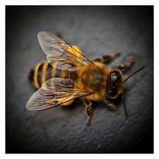 Sendlinger Schwarm Pollen Bienenprodukte Bienen Tiere
