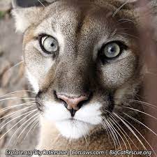 Pin On Big Cat Rescue