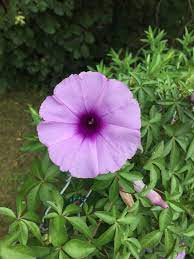 Ipomee Du Caire Morning Glory Flowers Planting Flowers Morning Glory
