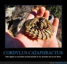 「Cordylus cataphractus」の画像検索結果