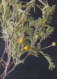 Image result for Acacia haematoxylon