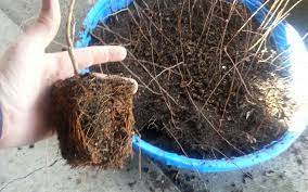 Ebay.com has been visited by 1m+ users in the past month Propagating Crape Myrtle Trees Crape Myrtle Guy
