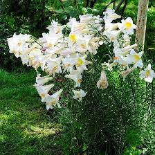 Top 25 Most Beautiful Lilies Types Of Lilies Lily Flower Beautiful Gardens