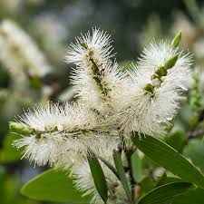 Image result for Melaleuca quinquenervia