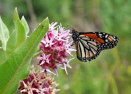 Milkweeds and Monarchs in the Western U.S.