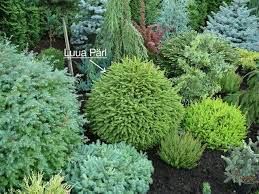 Small Evergreen Landscape From Latvia Gorgeous Collection Evergreen Landscape Conifers Garden Small Garden Conifers