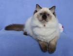 Seal Colorpoint Ragdoll | Seal Colorpoint Ragdoll Cat ...