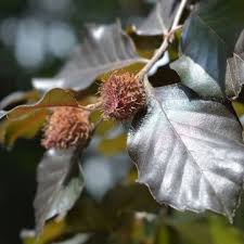 Image result for Fagus sylvatica Cockleshell