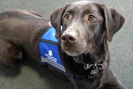 Do Apartments Require A Pet Deposit For Service Animals Rent Com Blog