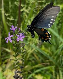 Image result for Buchnera