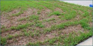 I removed the old grass with a sod cutter, clean it, raked it, threw down starter fertilizer, wet the soil and laid the new sod. Safe Solutions Bt For Sod Webworm Native Nurseries