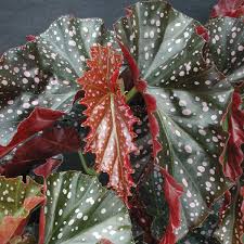 Image result for Begonia rostrata