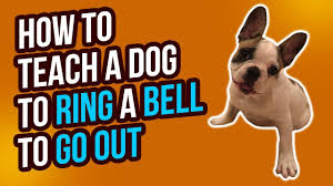 The key elements of house training a poodle mix puppy are patience, and consistency. How To Teach A Dog To Ring A Bell To Go Outside Youtube