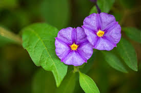 Image result for Lycianthes