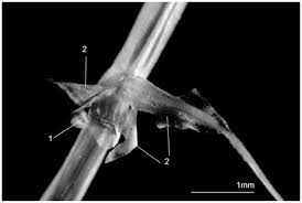 Image result for Carex echinochloe