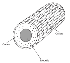 The cortex is what gives hair its color and texture. Dr Luderitz Natural Cosmetics Curly Hair The Science Behind It
