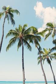 Discover The World Of Alexis Sophie On Alexis And Sophie Com And Get Your Fairytaleskincare Palm Trees Scenery Palm