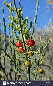 Image result for Osyris