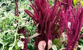 If you direct seed outdoors, wait for soil temps to reach 65°f. Growing Amaranth To Harvest Glorious Grain Epic Gardening