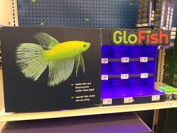 3,056,697) and cannot be used in connection. Well That S New Thoughts Glo Fish Bettas Aquariums