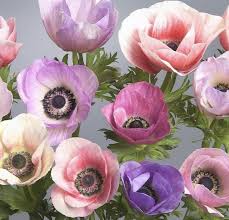 The stems branch well from the base and the long spikes of flowers open from june, keep coming till october and retain their purple colouring even after the individual florets have dropped. Pin By Amanda Mahoney On Painting Images In 2020 Anemone Flowers Uk Late Summer Flowers