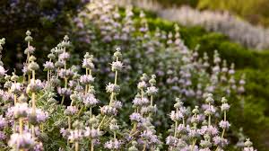 For a homemade cactus soil mix, use proportions of 2 parts inorganic matter to 1 part organic material. Plant Pick Purple Sage Pass The Pistil