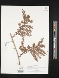 Image result for Embelia welwitschii