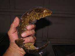22,855 likes · 110 talking about this. å®ˆå®« å·¨äººå®ˆå®«æ¡£æ¡ˆ Reptilestar