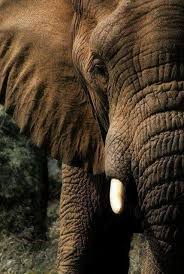 Pin Von Katie Howard Auf Animules In 2020 Majestatische Tiere Afrikanischer Elefant Ausgestopftes Tier