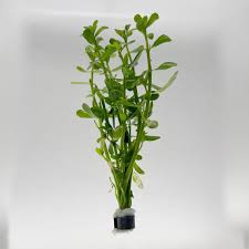 Image result for Bacopa monnieri