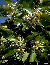 Image result for Calophyllum