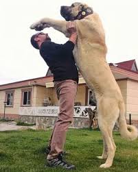 Male kangals reach a height of around 30 to 40 inches and weigh anywhere. á… Identify A Kangal Dog