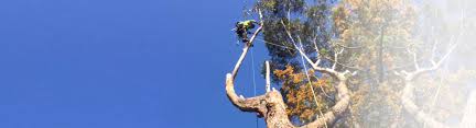 Your all in one solution to grow online. Trees R Us Providing Tree Services In Viewbank And Surrounding Areas