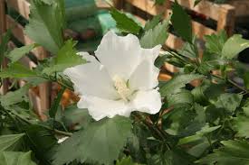 Forestfarm.com carries hibiscus syriacus, more commonly known as white pillar. Hibiscus Syriacus White Pillar Big Plant Nursery Ltd Facebook