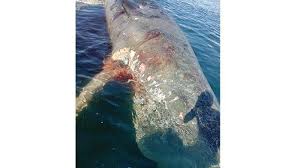 Seperti spesies paus lainnya, paus sperma memainkan peran yang sangat penting dalam kesehatan ekosistem laut dengan mempertahankan rantai makanan yang stabil dan memastikan bahwa spesies hewan tertentu tidak meningkat populasinya secara berlebihan di lautan. Bangkai Paus Sperma Sepanjang 10 Meter Terapung Di Perairan Serangan Tubuhnya Penuh Luka Tribun Bali