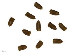 Image result for Lagenaria rufa