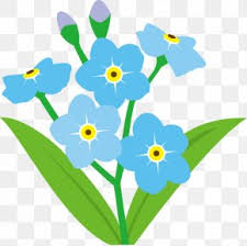 For your convenience, there is a search service on the main page of the site that would help you find images similar to forget me not flowers clipart with nescessary type and size. Forget Me Not Images Forget Me Not Transparent Png Free Download