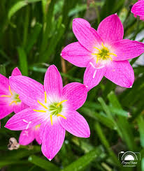 Image result for Isoglossa laxiflora