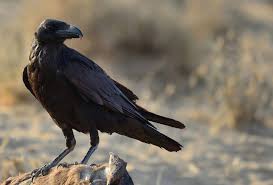 Poate depinde specia, eu am avut pe gradina niste ciori aproape la fel de mari ca gainile, corbii ar fi parut mici copii pe langa ele. Corbul Corvus Corax O PasÄƒre CantÄƒtoare De Un Albastru StrÄƒlucitor DeÈ™tepÈ›i Ro
