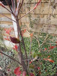 Maybe you would like to learn more about one of these? Poorly Photinia Red Robin Bbc Gardeners World Magazine