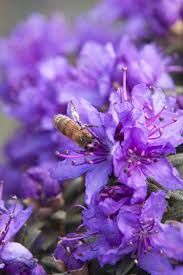 Dwarf Purple Rhododendron Monrovia Dwarf Purple Rhododendron Flowering Shrubs Dwarf Evergreen Shrubs Rhododendron