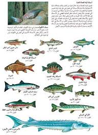 أين تعيش الأسماك الموقع الرسمى للهيئة العامة لتنمية الثروة السمكية