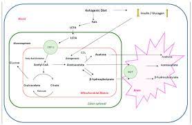 Ketogenic diets (kds) are becoming increasingly popular for the treatment of diabetes, yet they are associated with increased frequency of hypoglycemia. Nutrients Free Full Text Therapeutic Use Of The Ketogenic Diet In Refractory Epilepsy What We Know And What Still Needs To Be Learned Html