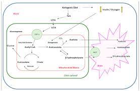 When blood sugar dips too low. Nutrients Free Full Text Therapeutic Use Of The Ketogenic Diet In Refractory Epilepsy What We Know And What Still Needs To Be Learned Html