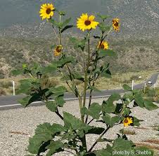 The sunflower in this song represents a girl—a woman who's shown persistence, despite a lack of affection shown to her. Common Sunflower Native Seeds Search