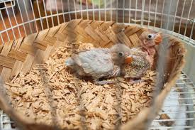 7 cara mudah dan panduan melubangi pipa paralon pvc untuk sumber mitalom.com. Burung Lovebird Permasalahan Burung Lovebird Anakan Yang Mati Dan Cara Penanganannya Penangkaran Burung Lovebird