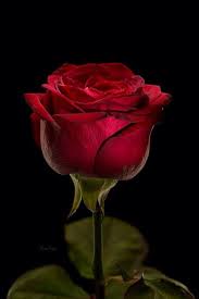 Pin By N K On Red Roses 3 Beautiful Rose Flowers Beautiful Red Roses Beautiful Roses