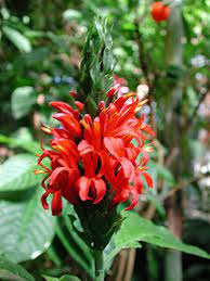 Image result for Pachystachys